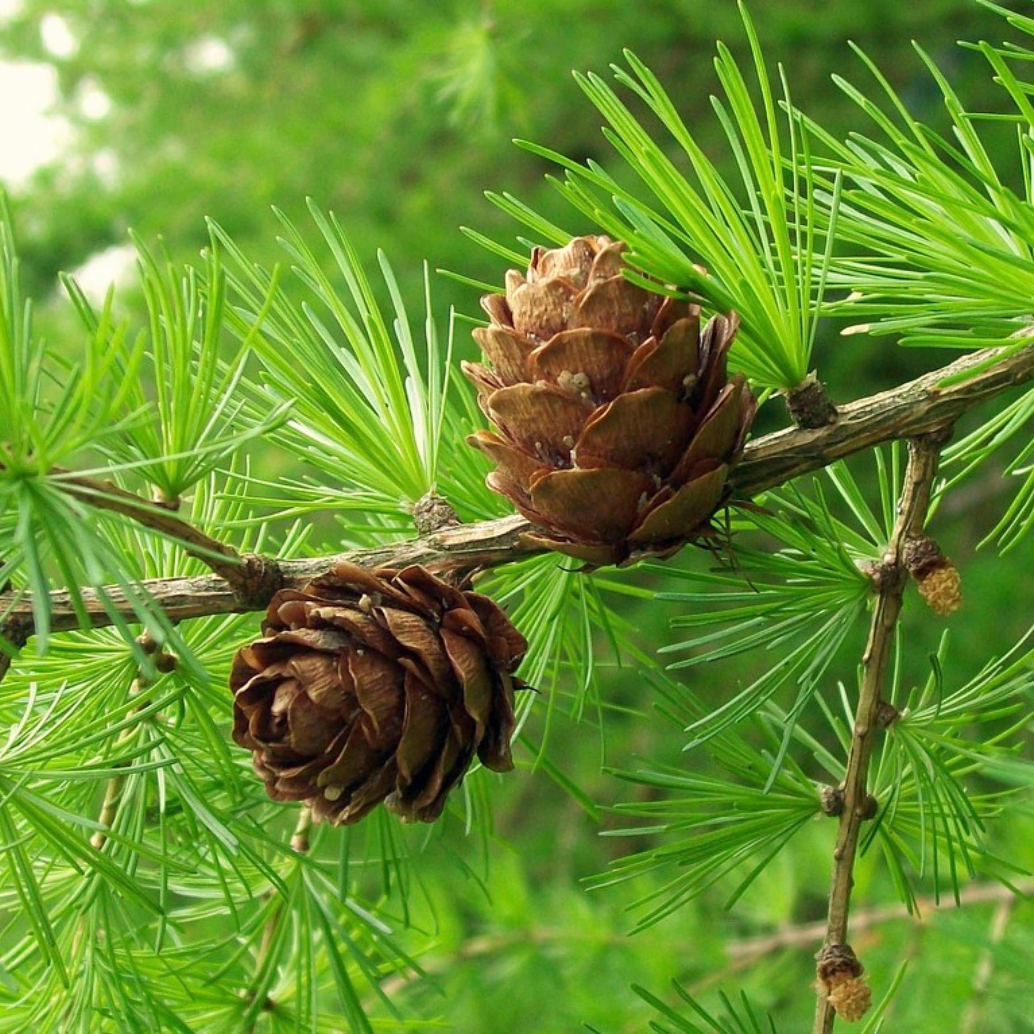 LARIX EUROPAEA WOOD EXTRACT